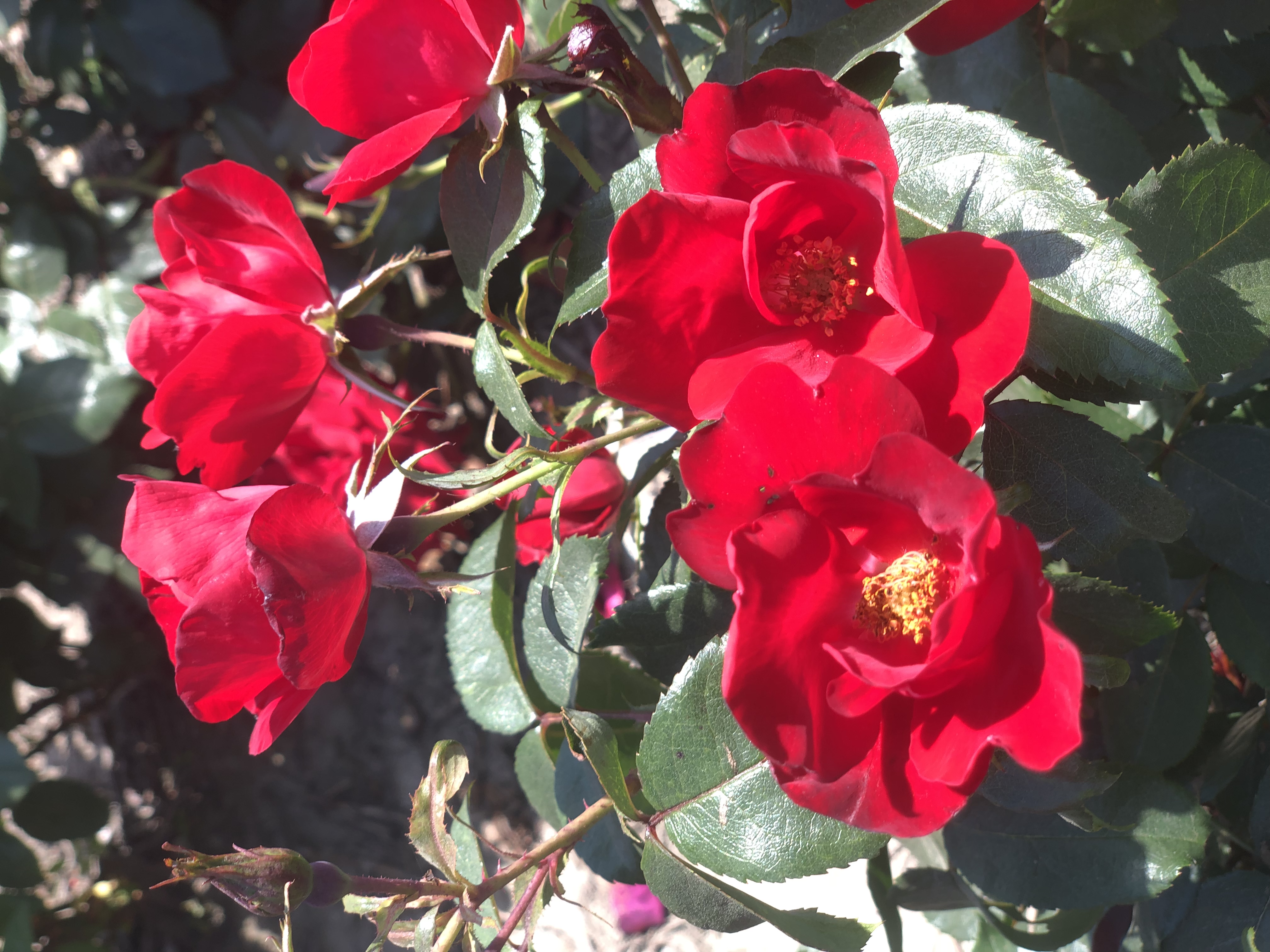 Rosa 'La Sevillana Plus'